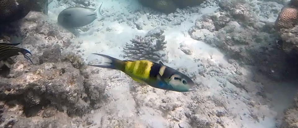 ภาพประกอบของ ปลานกขุนทอง jansenii (Thalassoma jansenii)