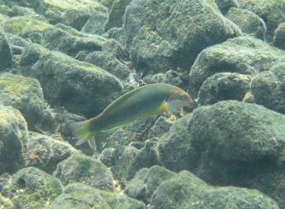 ภาพประกอบของ ปลานกขุนทอง newtoni (Thalassoma newtoni)