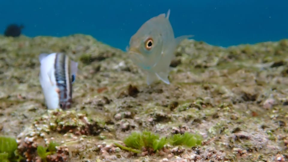 ภาพประกอบของ ปลานกขุนทอง noronhanum (Thalassoma noronhanum)