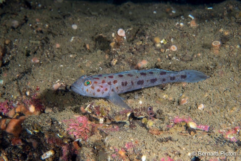 ภาพประกอบของ ปลาบู่ลายเสือดาวลายจุดบู่ (Thorogobius ephippiatus)