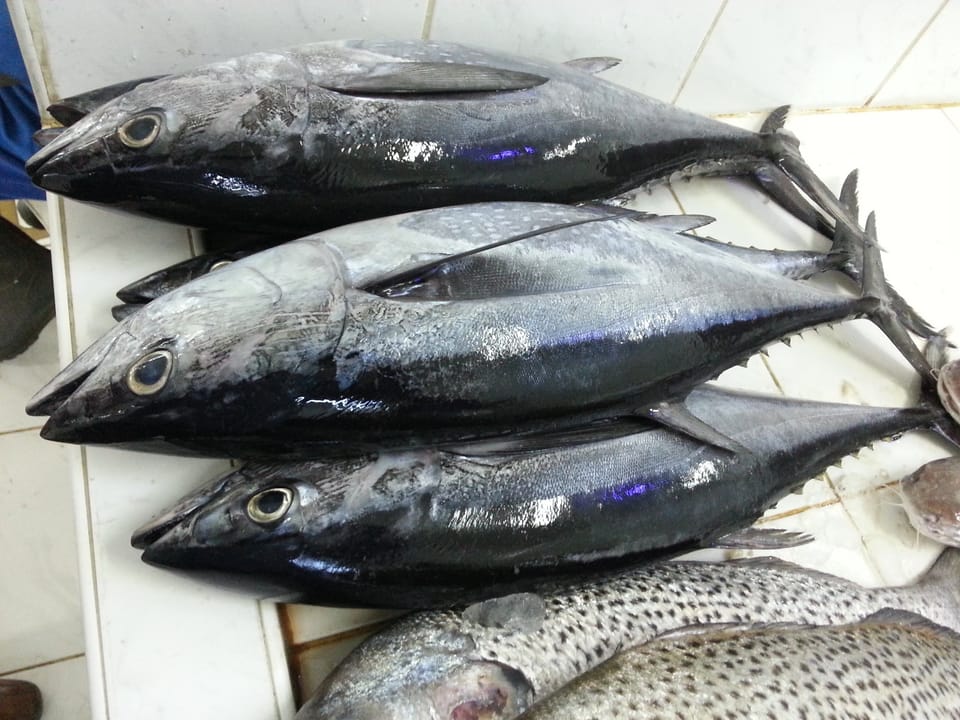 ภาพประกอบของ ปลา tonggol (Thunnus tonggol)