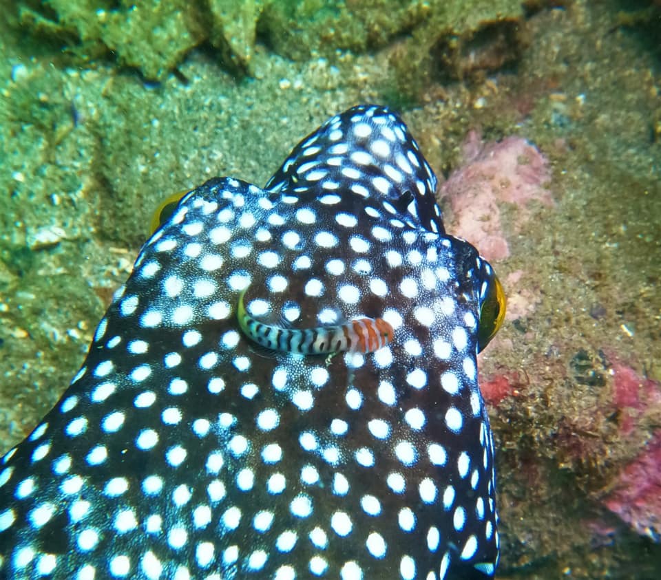 ภาพประกอบของ ปลาบู่ลายบั้งทำความสะอาดบู่ (Tigrigobius digueti)
