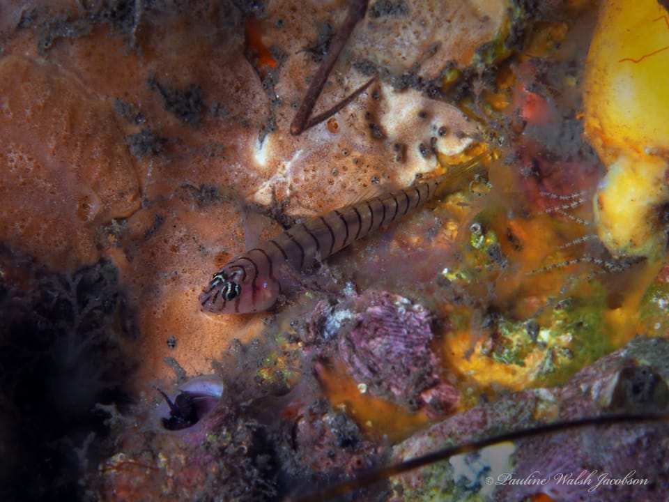ภาพประกอบของ ปลาบู่ลายเสือบู่ (Tigrigobius macrodon)