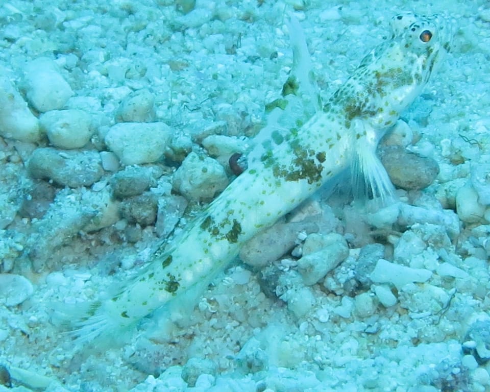 ภาพประกอบของ ปลาบู่ alleni (Tomiyamichthys alleni)