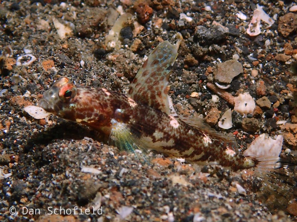 ภาพประกอบของ ปลาบู่กุ้งบู่ (Tomiyamichthys latruncularius)