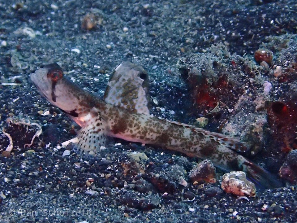 ภาพประกอบของ ปลาบู่ oni (Tomiyamichthys oni)