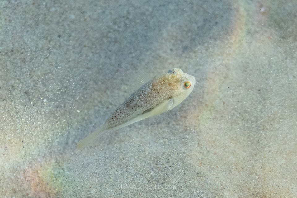 ภาพประกอบของ ปลาปักเป้า squamicauda (Torquigener squamicauda)