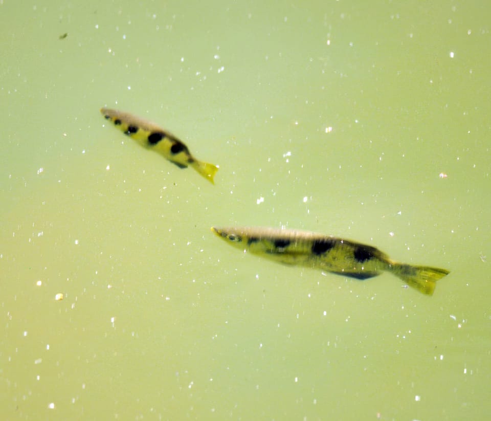 ภาพประกอบของ ปลา kimberleyensis (Toxotes kimberleyensis)