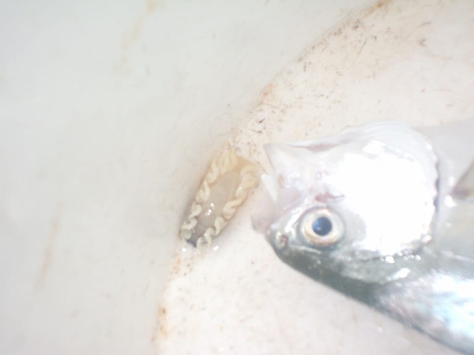 ภาพประกอบของ ปลา coppingeri (Trachinotus coppingeri)