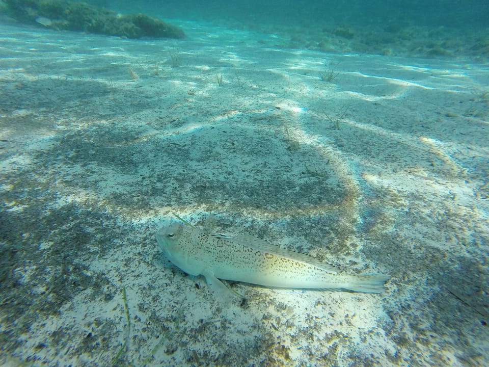 ภาพประกอบของ ปลา radiatus (Trachinus radiatus)