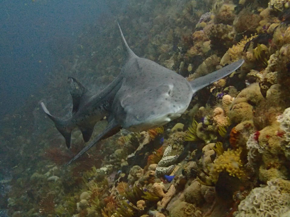 ภาพประกอบของ ปลา megalopterus (Triakis megalopterus)