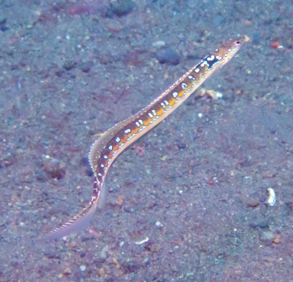 ภาพประกอบของ ปลา elegans (Trichonotus elegans)