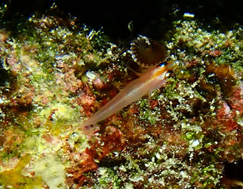 ภาพประกอบของ ปลาบู่แคระซีด (Trimma anaima)