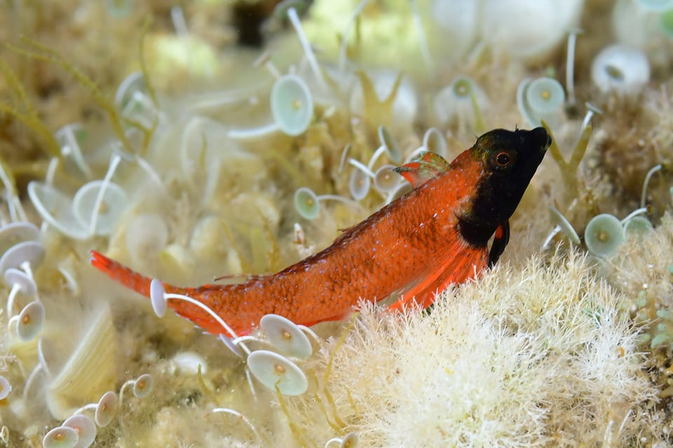 ภาพประกอบของ ปลา tartessicum (Tripterygion tartessicum)