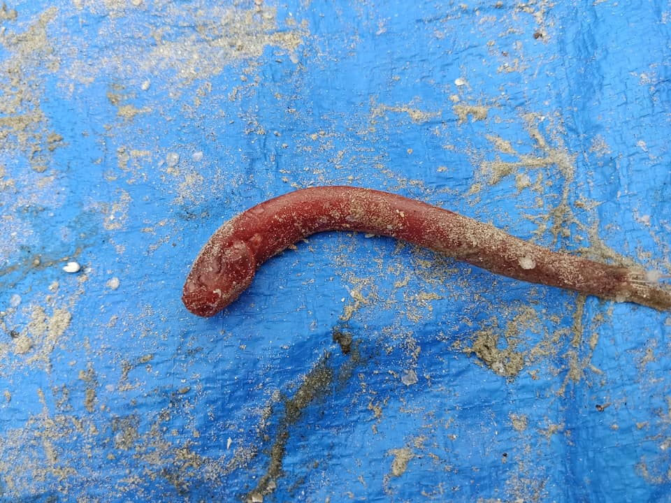 ภาพประกอบของ ปลาเขือ (Trypauchen vagina)