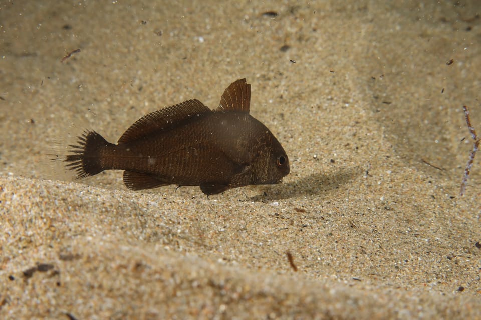 ภาพประกอบของ ปลาจวด canariensis (Umbrina canariensis)