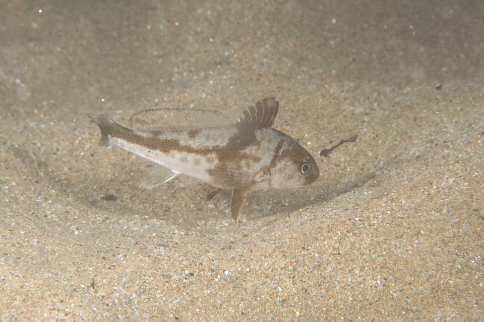 ภาพประกอบของ ปลาจวด cirrosa (Umbrina cirrosa)