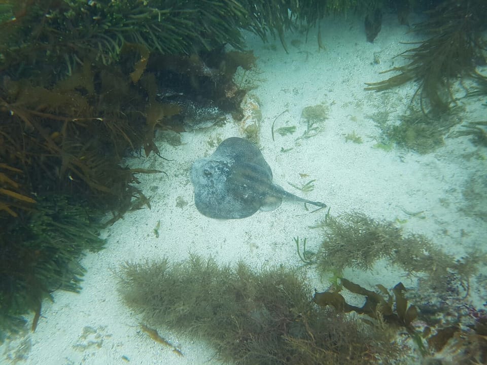 ภาพประกอบของ ปลา cruciatus (Urolophus cruciatus)