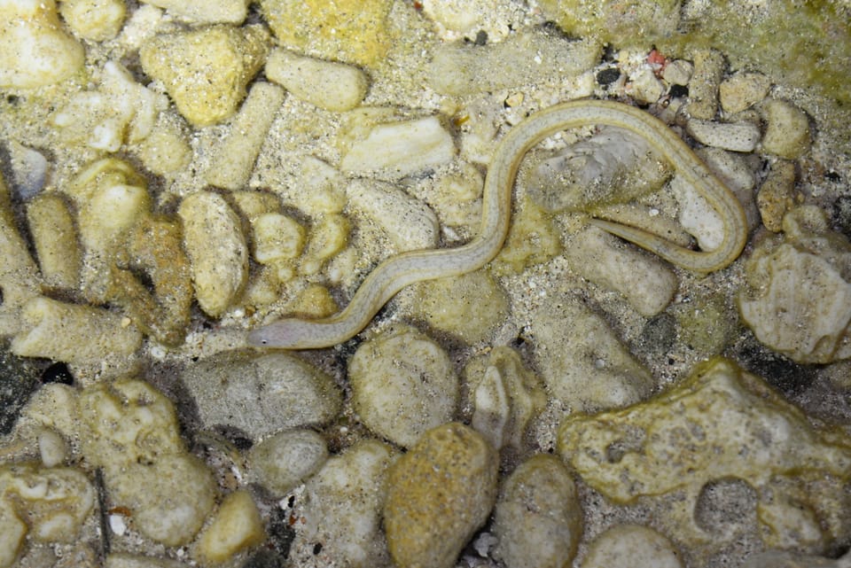 ภาพประกอบของ ปลาไหลมอเรย์ครีบสั้นงู (Uropterygius micropterus)