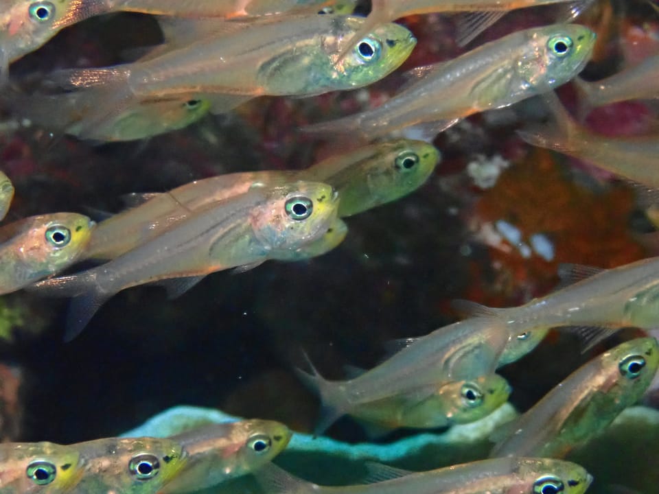 ภาพประกอบของ ปลาอมไข่ดำ (Verulux cypselurus)