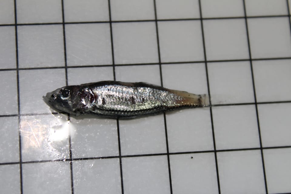 ภาพประกอบของ ปลา poweriae (Vinciguerria poweriae)