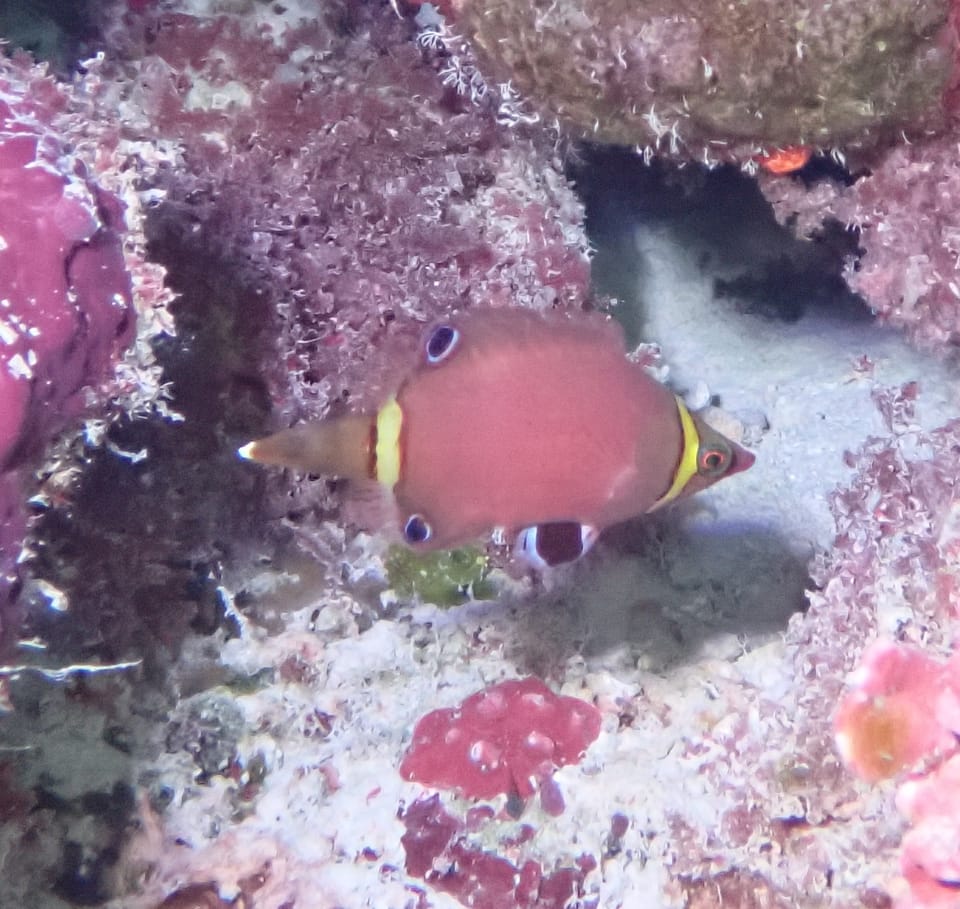 ภาพประกอบของ ปลานกขุนทอง nigropinnata (Wetmorella nigropinnata)