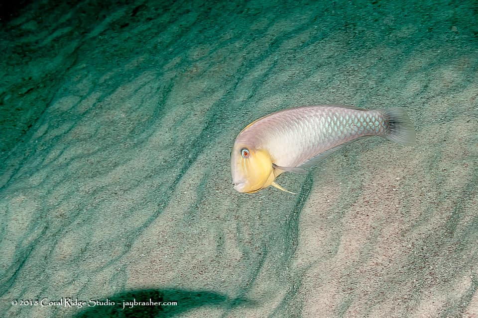 ภาพประกอบของ ปลานกขุนทอง martinicensis (Xyrichtys martinicensis)