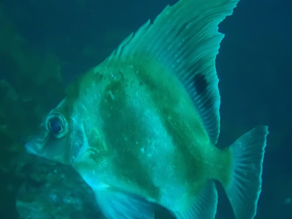 ภาพประกอบของ ปลา elevatus (Zanclistius elevatus)