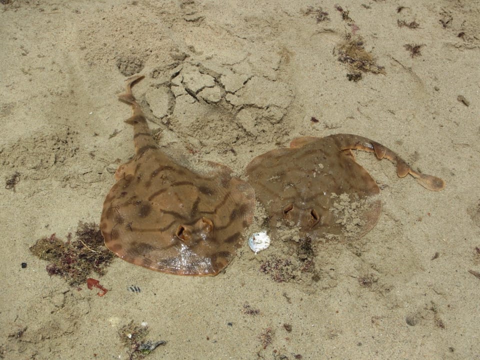 ภาพประกอบของ ปลา schoenleinii (Zanobatus schoenleinii)