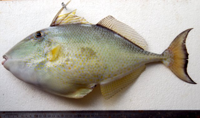 ภาพ ปลาวัวจุดขาว (Abalistes stellatus)
