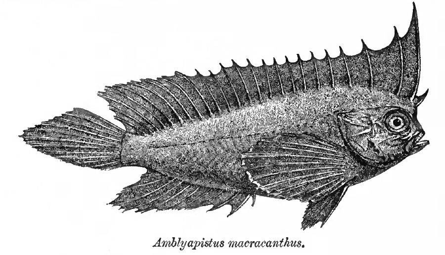 ภาพ ปลากะรังหัวโขนดำ (Ablabys macracanthus)