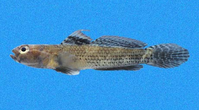 ภาพ ปลาบู่ etheostoma (Aboma etheostoma)