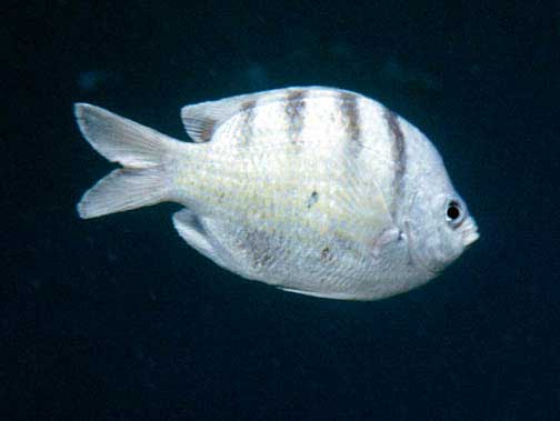 ภาพ ปลาสลิดหินลายบั้ง (Abudefduf abdominalis)