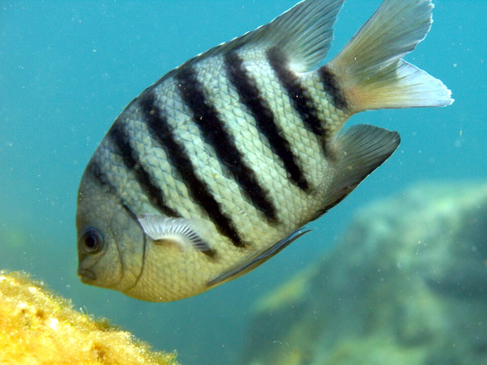 ภาพ ปลาตะกรับเจ็ดแถบ (Abudefduf bengalensis)