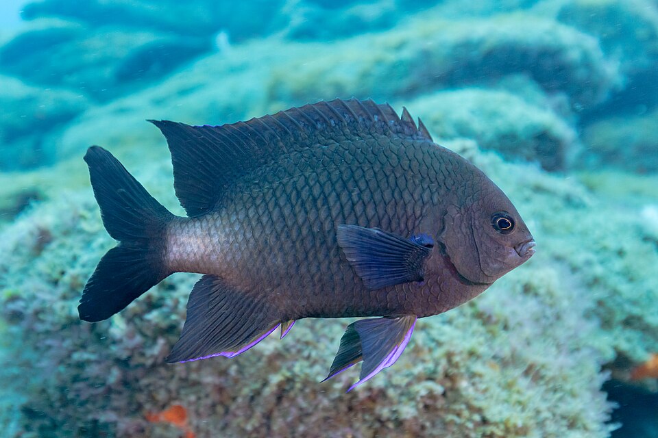 ภาพ ปลาสลิดหินเหลืองคานารี (Abudefduf luridus)