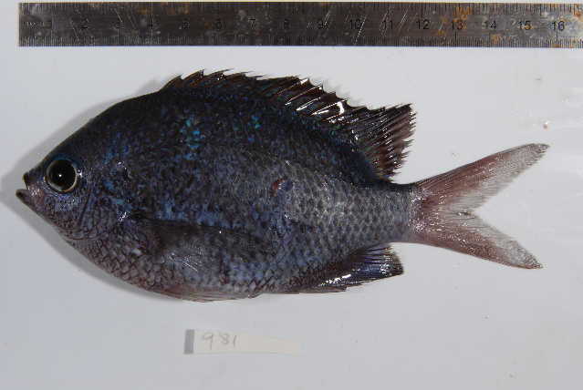ภาพ ปลาสลิดหินมุก (Abudefduf margariteus)