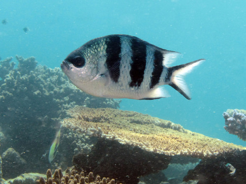 ภาพ ปลาสลิดหิน natalensis (Abudefduf natalensis)