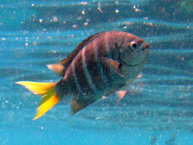ภาพ ปลาตะกรับลาย (Abudefduf notatus)