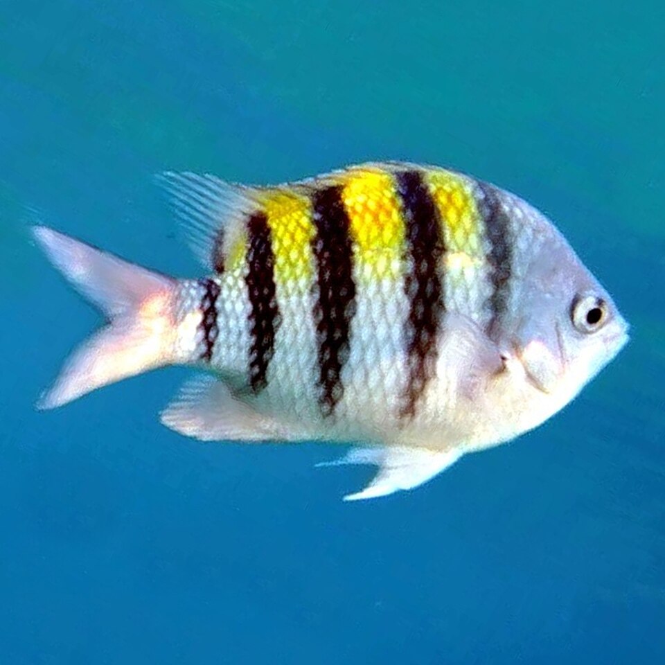 ภาพ ปลาสลิดหินแอตแลนติก (Abudefduf saxatilis)