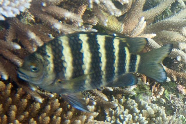 ภาพ ปลำตะกรับบั้งด้ำ (Abudefduf septemfasciatus)