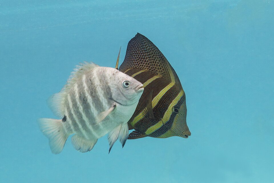 ภาพ ปลาสลิดหินจุดดำ (Abudefduf sordidus)