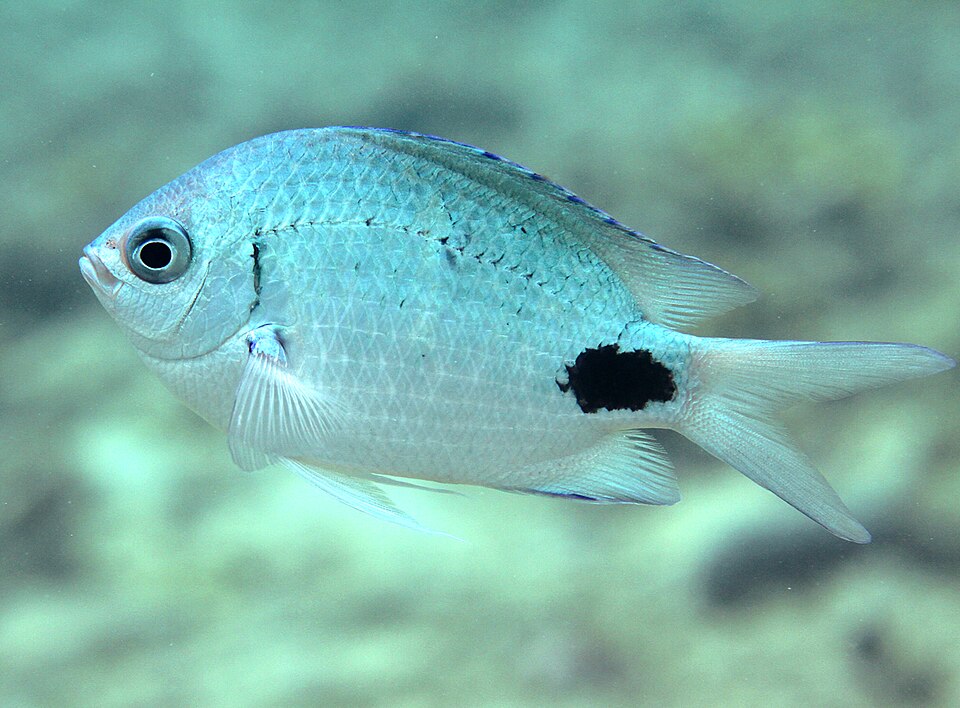 ภาพ ปลาสลิดหินเทียม (Abudefduf sparoides)