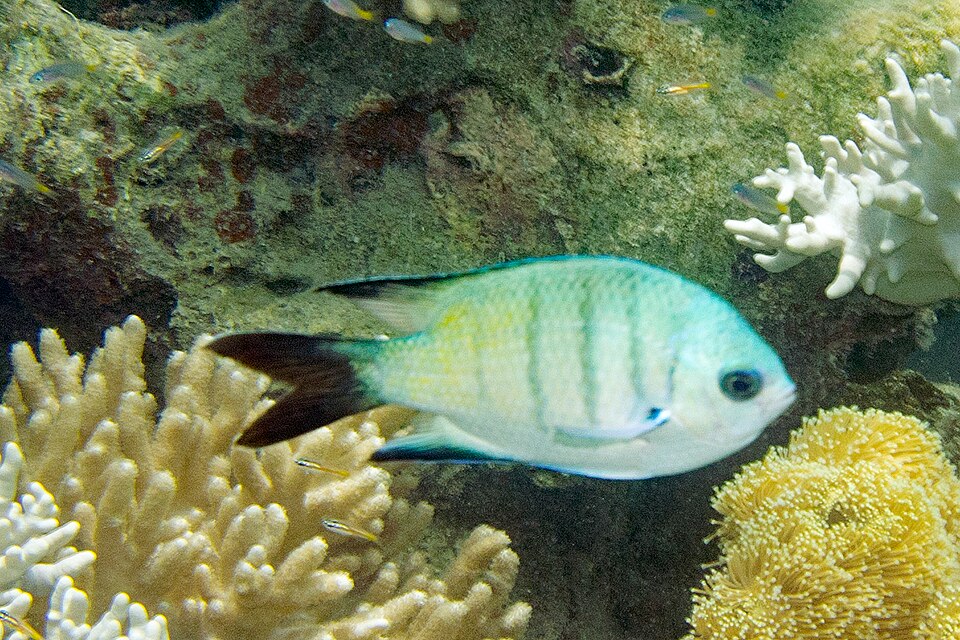 ภาพ ปลาสลิดหิน whitleyi (Abudefduf whitleyi)