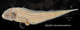 ภาพ ปลา galatheae (Abyssobrotula galatheae)