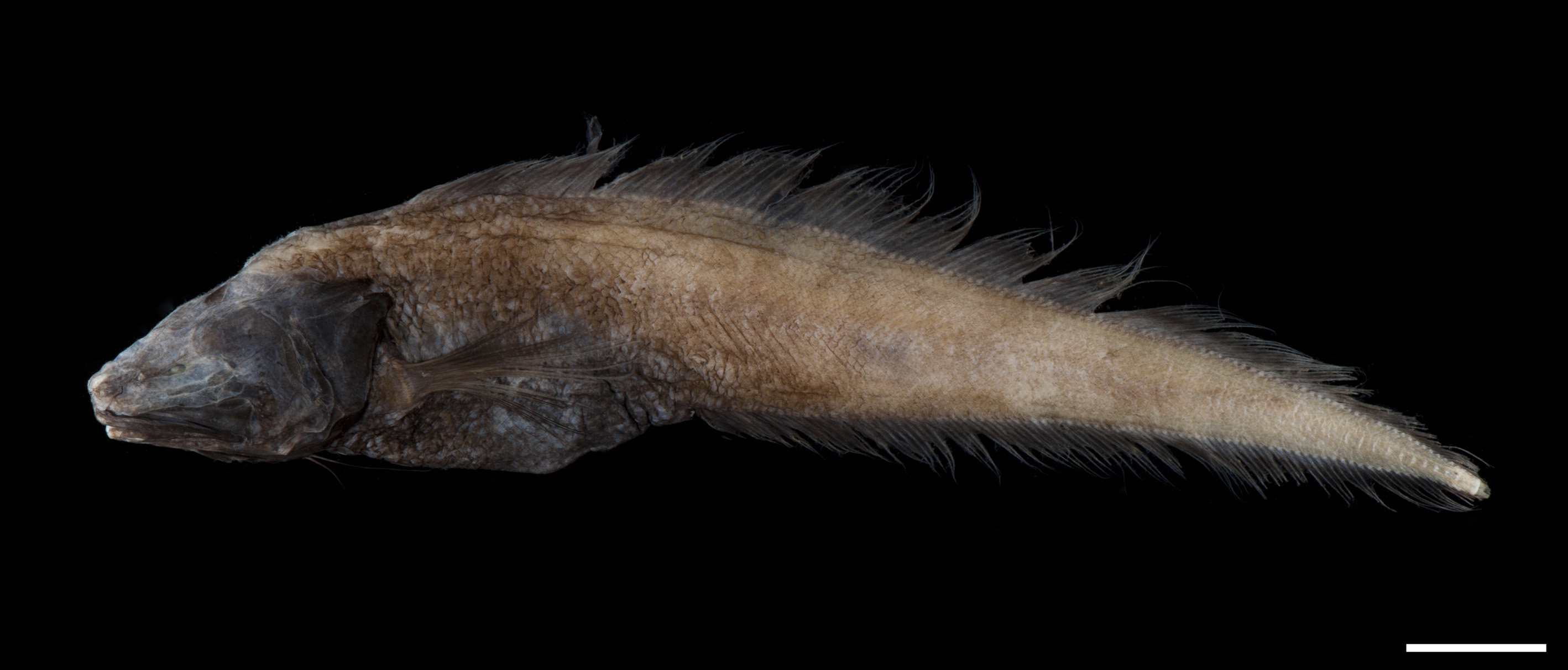 ภาพ ปลา hadropercularis (Abyssobrotula hadropercularis)