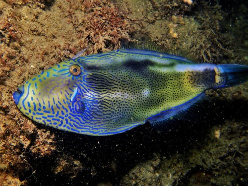 ภาพ ปลาวัวหนังหนาม (Acanthaluteres brownii)