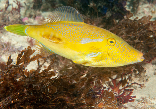ภาพ ปลาวัวหนังน้ำตาล (Acanthaluteres vittiger)