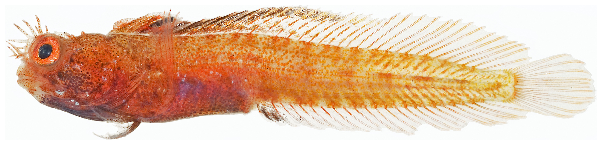 ภาพ ปลา aspera (Acanthemblemaria aspera)