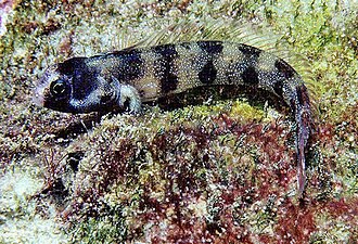 ภาพ ปลา atrata (Acanthemblemaria atrata)