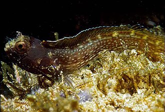 ภาพ ปลา betinensis (Acanthemblemaria betinensis)
